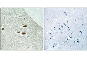 Immunohistochemistry analysis of paraffin-embedded human brain tissue using Period Circadian Protein 2 (Phospho-Ser662) antibody. (PER2 Antikörper  (pSer662))