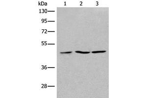 Western blot analysis of 293T Jurkat and Raji cell lysates using RPL3 Polyclonal Antibody at dilution of 1:400 (RPL3 Antikörper)