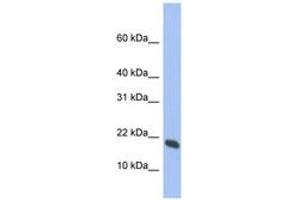 Image no. 1 for anti-Glia Maturation Factor, gamma (GMFG) (AA 35-84) antibody (ABIN6744319) (GMFG Antikörper  (AA 35-84))