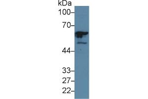 Western Blot; Sample: Human Hela cell lysate; Primary Ab: 5µg/ml Rabbit Anti-Human GTF2E1 Antibody Second Ab: 0. (GTF2E1 Antikörper  (AA 15-306))