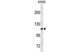 GTF2IRD2B Antibody (C-term) (ABIN1881397 and ABIN2838630) western blot analysis in A549 cell line lysates (35 μg/lane). (GTF2IRD2B Antikörper  (C-Term))