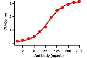 Antibodies: SARS-CoV-2 Nucleocapsid antibody, ABIN6952432.