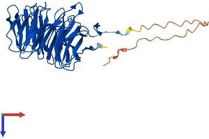 STRAP Protein (AA 1-350) (His tag)