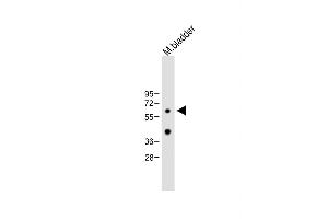 Anti-MET10 Antibody (C-term) at 1:2000 dilution + Mouse bladder lysate Lysates/proteins at 20 μg per lane. (MET10 (AA 444-472), (C-Term) Antikörper)