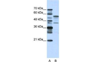 Western Blotting (WB) image for anti-Basic Leucine Zipper Nuclear Factor 1 (BLZF1) antibody (ABIN2461702) (BLZF1 Antikörper)