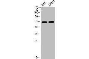 Western Blot analysis of RAW AD293 using Phospho-PTEN (S380/T382/T383) Polyclonal Antibody (PTEN Antikörper  (pSer380, pThr382, pThr383))