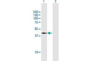 Western Blot analysis of SEC13 expression in transfected 293T cell line by SEC13 MaxPab polyclonal antibody. (SEC13 Antikörper  (AA 1-325))
