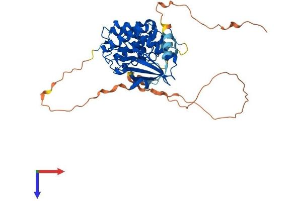 SBK1 Protein (AA 1-424) (His tag)