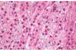 Anti-FTO antibody IHC staining of human adrenal cortex. (FTO Antikörper)