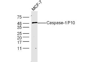 MCF-7 Cells lysates probed with Caspase-1 P10 Polyclonal Antibody, unconjugated  at 1:300 overnight at 4°C followed by a conjugated secondary antibody at 1:10000 for 60 minutes at 37°C. (Caspase 1 (p10) Antikörper  (AA 320-404))