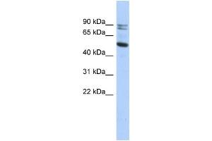 Western Blotting (WB) image for anti-Calpain 10 (CAPN10) antibody (ABIN2459529) (CAPN10 Antikörper)