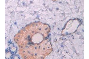 Used in DAB staining on fromalin fixed paraffin- embedded kidney tissue (CUBN Antikörper  (AA 98-207))