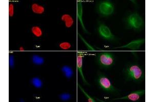 Histone H3 dimethyl Lys9 antibody tested by immunofluorescence. (Histone 3 Antikörper  (H3K9me2))
