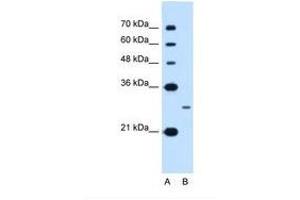 Image no. 1 for anti-Nanog Homeobox (NANOG) (AA 21-70) antibody (ABIN6738410) (Nanog Antikörper  (AA 21-70))