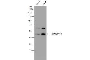 WB Image TMPRSS11D antibody detects TMPRSS11D protein by western blot analysis. (TMPRSS11D Antikörper  (Center))