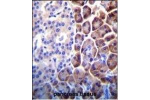 COPE Antibody (C-term) (ABIN655276 and ABIN2844868) immunohistochemistry analysis in formalin fixed and paraffin embedded human pancreas tissue followed by peroxidase conjugation of the secondary antibody and DAB staining. (COPE Antikörper  (C-Term))