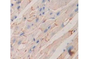 IHC-P analysis of Mouse Tissue, with DAB staining. (IL12RB2 Antikörper  (AA 455-606))