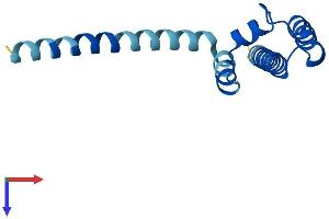 MAGMAS Protein (AA 1-125) (His tag)