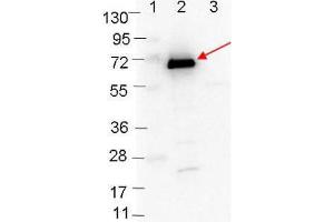 Western blot showing detection of 0. (OspC Antikörper)