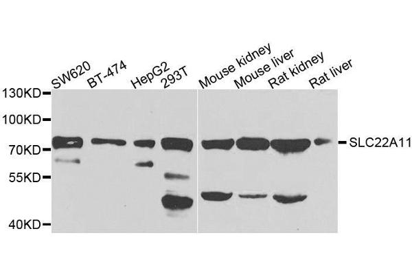 SLC22A11 anticorps  (AA 40-150)