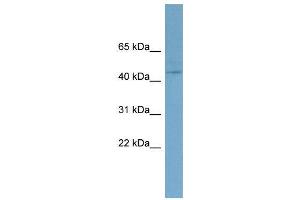 WB Suggested Anti-EED  Antibody Titration: 0. (EED Antikörper  (N-Term))