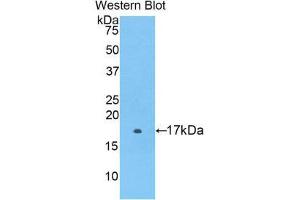 Western Blotting (WB) image for anti-Coagulation Factor II (thrombin) Receptor-Like 1 (F2RL1) (AA 212-347) antibody (ABIN2117808) (F2RL1 Antikörper  (AA 212-347))