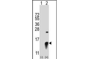 Western blot analysis of SUMO2 (arrow) using rabbit polyclonal SUMO2 Antibody (ABIN388085 and ABIN2845979). (SUMO2 Antikörper  (C-Term))