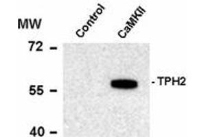 Image no. 1 for anti-Tryptophan Hydroxylase 1 (TPH1) (pSer19) antibody (ABIN303965) (Tryptophan Hydroxylase 1 Antikörper  (pSer19))