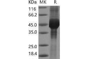 Western Blotting (WB) image for GDNF Family Receptor alpha 3 (GFRA3) protein (His tag) (ABIN7320116)