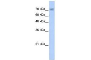 Image no. 1 for anti-NFKB Repressing Factor (NKRF) (AA 36-85) antibody (ABIN6742629) (NKRF Antikörper  (AA 36-85))