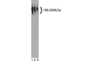 Western Blotting (WB) image for anti-Nestin (NES) antibody (ABIN967492)