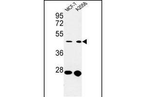 Western blot analysis of CDC37 Antibody (Center) (ABIN652914 and ABIN2842588) in MCF-7,  cell line lysates (35 μg/lane). (CDC37 Antikörper  (AA 116-144))