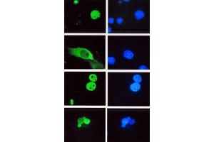 Image no. 1 for anti-Lymphoid Enhancer-Binding Factor 1 (LEF1) antibody (ABIN793575) (LEF1 Antikörper)
