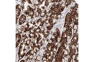 Immunohistochemical staining of human stomach with IRF9 polyclonal antibody  shows strong cytoplasmic and membranous positivity in glandular cells at 1:50-1:200 dilution. (IRF9 Antikörper)