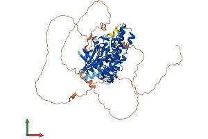 Protein Structure (PS) image for Homeodomain Interacting Protein Kinase 4 (HIPK4) (AA 1-616) protein (His tag) (ABIN7557325)