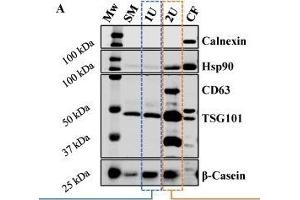 (A) Western Blot analysis of proteins present (Hsp90, CD63 and TSG101) or absent (calnexin) in exosomes and abundant in bovine milk (β-casein).