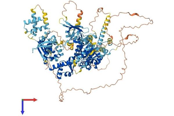 DNA Helicase B Protein (HELB) (AA 1-1074) (His tag)