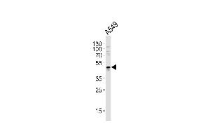Western blot analysis of lysate from A549 cell line,using P-10 Antibody (ABIN6241960). (MMP10 Antikörper)