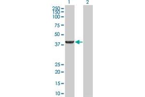 Western Blot analysis of PIPOX expression in transfected 293T cell line by PIPOX MaxPab polyclonal antibody.
