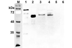 Western blot analysis using anti-DLL1 (human), pAb  at 1:2'000 dilution. (DLL1 Antikörper)