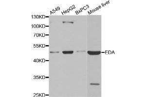 Western blot analysis of extracts of various cell lines, using EDA antibody.