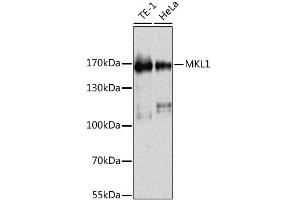 Western blot analysis of extracts of various cell lines, using MKL1 antibody (ABIN6293384) at 1:1000 dilution.