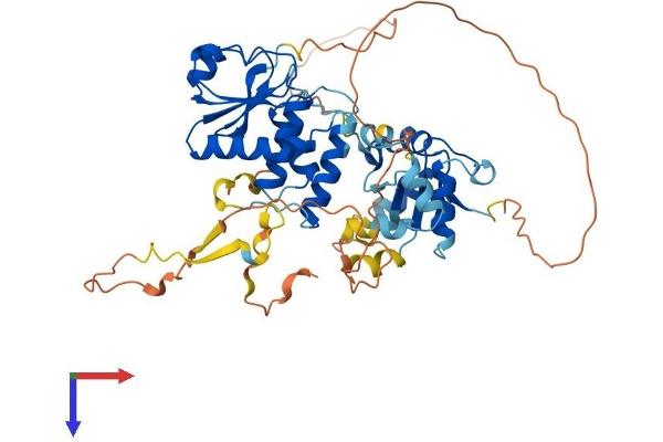 DUSP10 Protein (AA 1-482) (His tag)