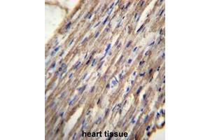 C10orf129 Antibody (C-term) immunohistochemistry analysis in formalin fixed and paraffin embedded human heart tissue followed by peroxidase conjugation of the secondary antibody and DAB staining. (C10ORF129 Antikörper  (C-Term))