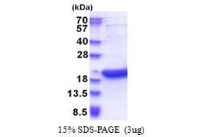 SDS-PAGE (SDS) image for Basic Leucine Zipper Transcriptional Factor ATF-Like 3 (BATF3) (AA 1-127) protein (His tag) (ABIN6387386)