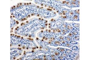 IHC-P: HSP105 antibody testing of rat intestine tissue (HSPH1 Antikörper  (AA 713-733))