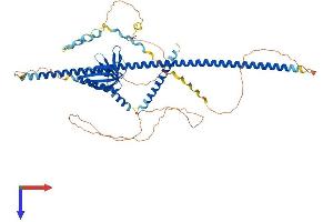 ENAH Protein (AA 1-591) (His tag)
