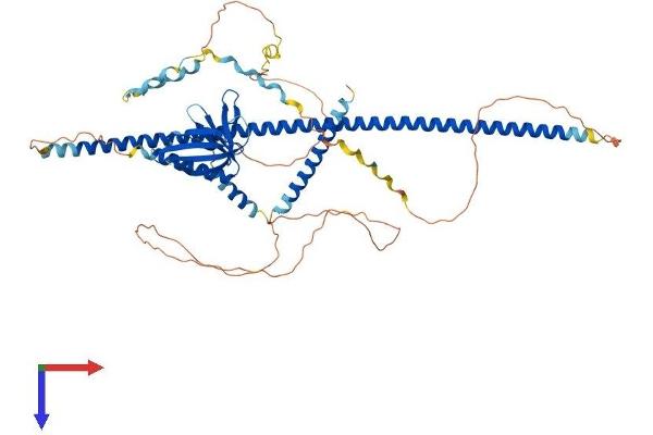 ENAH Protein (AA 1-591) (His tag)
