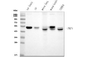 Western blot analysis of IRF3 using anti-IRF3 antibody (ABIN7599371).
