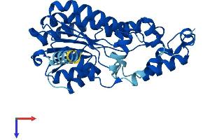 SDR9C7 Protein (AA 1-313) (His tag)